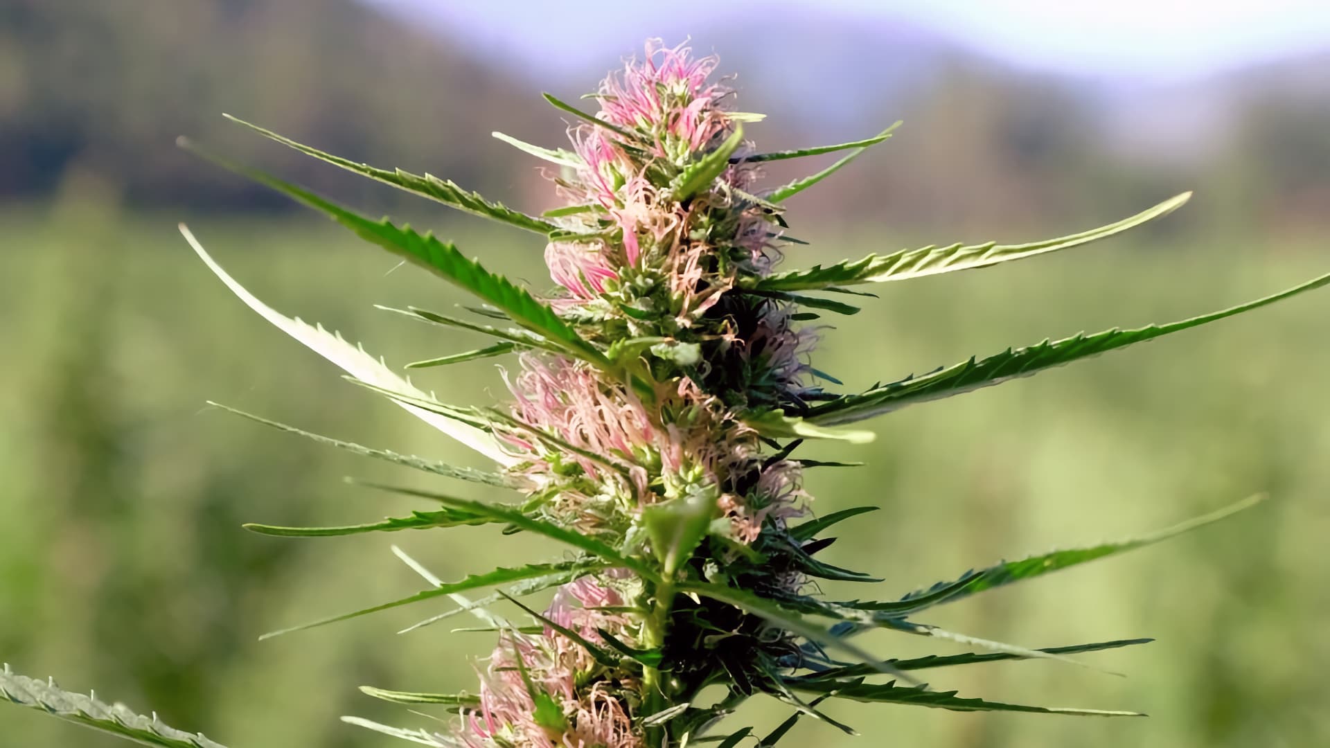 Invertir en Cannabis es seguro para crecimiento económico en México: Expertos en la Industria